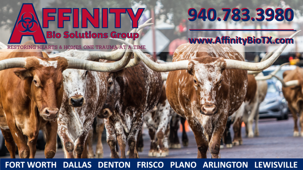 Texas Longhorn Cattle in Fort Worth, Texas